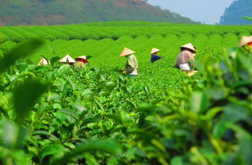 06 - Китайский зеленый чай лунцзин: почему он такой дорогой