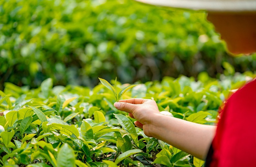 10 - Китайский зеленый чай лунцзин: почему он такой дорогой