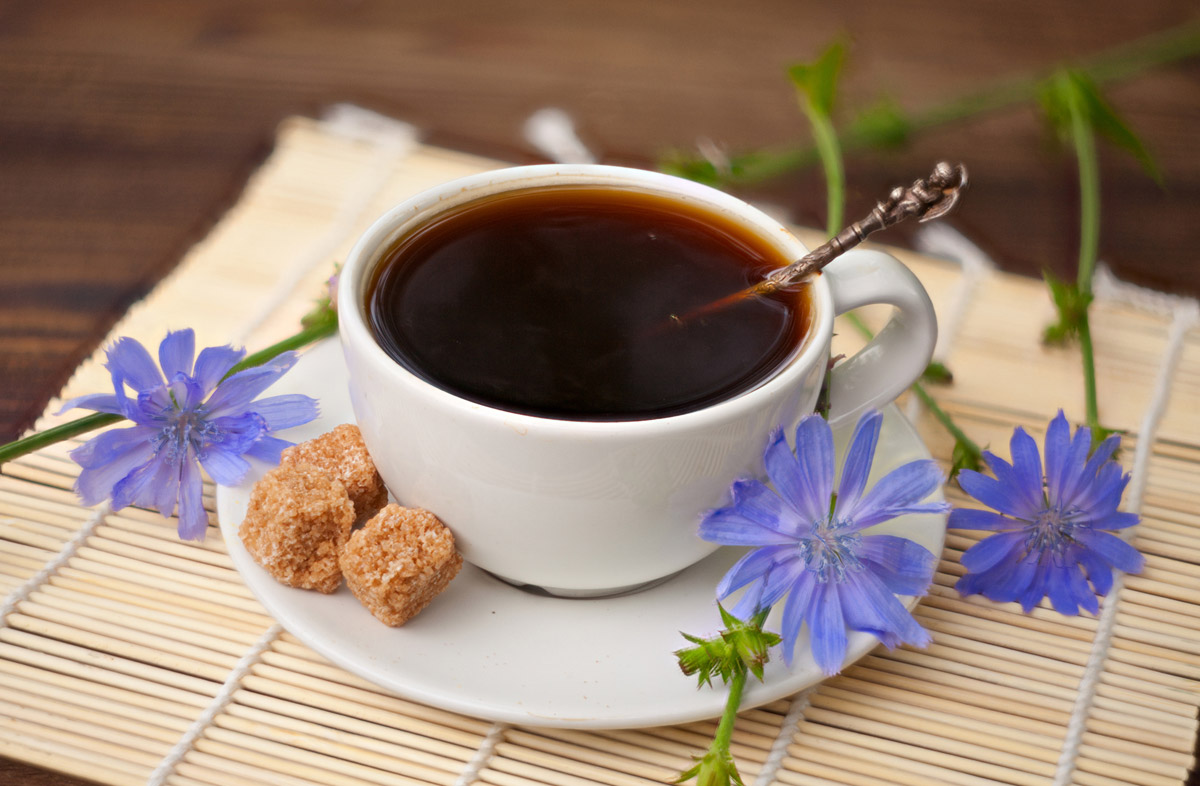 Цикорий: полный гайд по альтернативе кофе - полезные свойства, влияние наорганизм TEA.RU