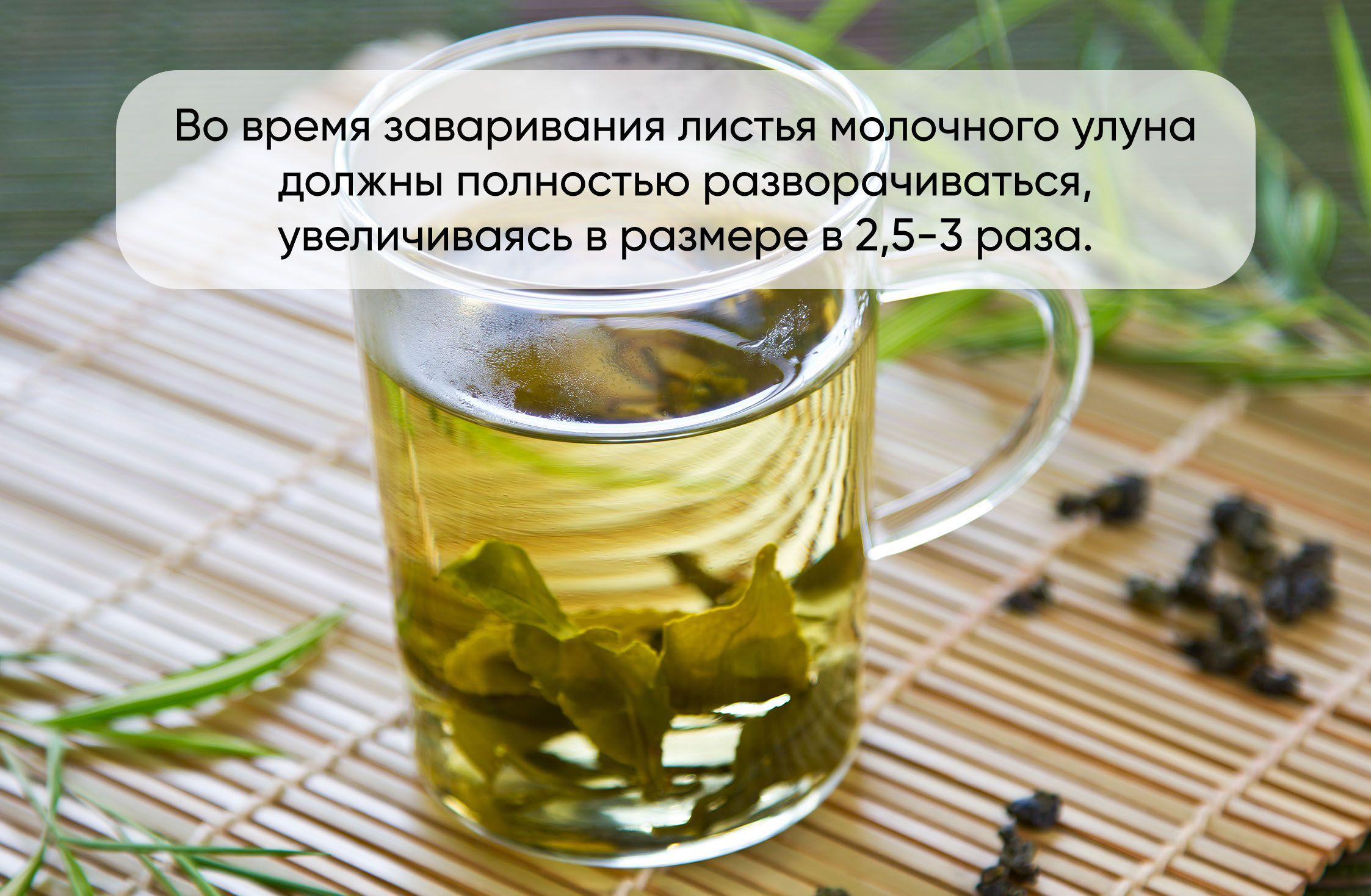 Кто пил отвар. Чай молочный улун. Молочный улун в чашке. Чай монастырский. Зеленый чай молочный.
