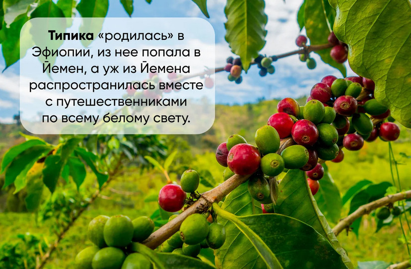 Лучшие сорта арабики. Показать все виды и сорта